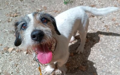Diego – Adopté en Août 2025