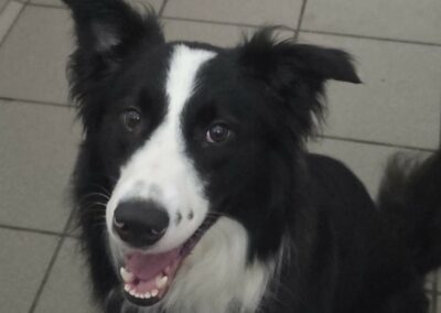 Evo – Adopté en Juillet 2025