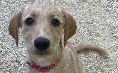 Loffy – Adoptée en Janvier 2026