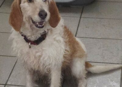 Maya