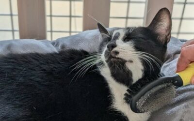 Milou – Adopté en Juillet 2025