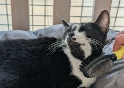 Milou – Adopté en Juillet 2025