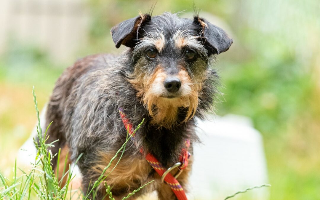 Mini – Adoptée en Janvier 2026