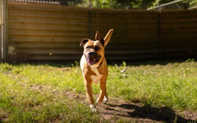 Mio – Adopté en Novembre 2025