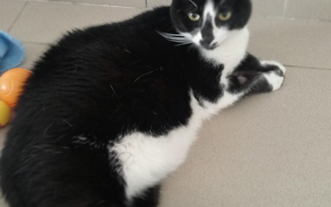 Milou