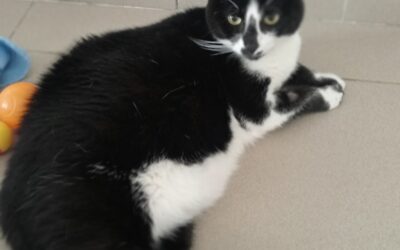 Milou