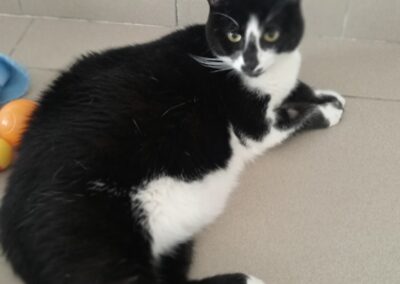 Milou