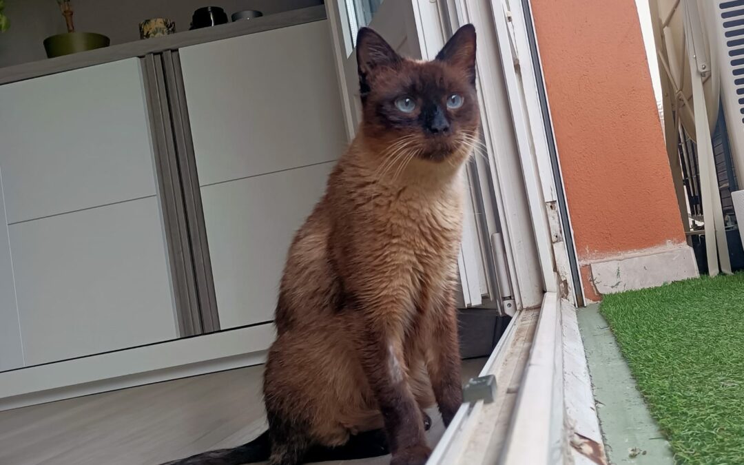 Timinou – visible en famille d’accueil