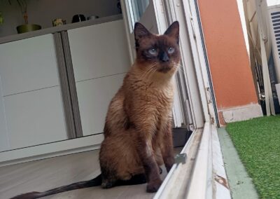Timinou – visible en famille d’accueil