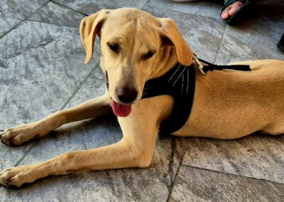 Alpha – Adopté en Juillet 2025