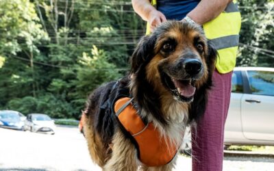 Alvin – Adopté en Août 2025