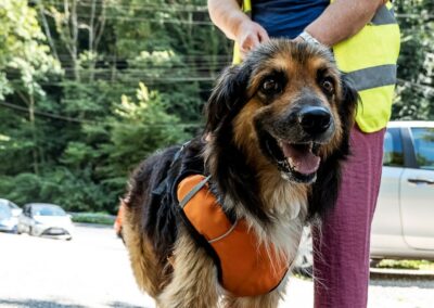 Alvin – Adopté en Août 2025