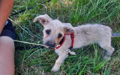 Blacky – Adopté en Août 2025