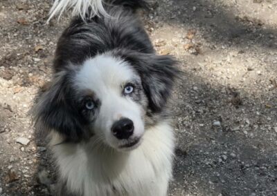 Blue – (Adoption en cours)