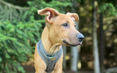 Cannelle – Adoptée en Août 2025