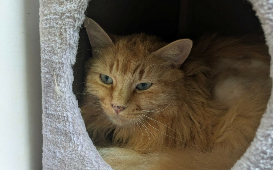 Caramel – Adopté en Août 2025