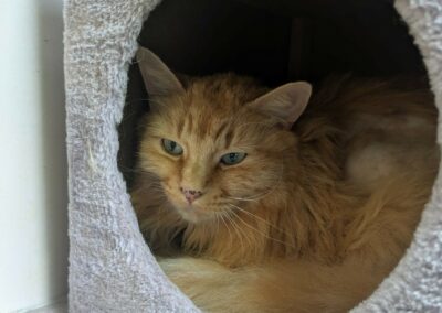 Caramel – Adopté en Août 2025