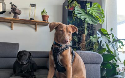 Charly – Adopté en Janvier 2026