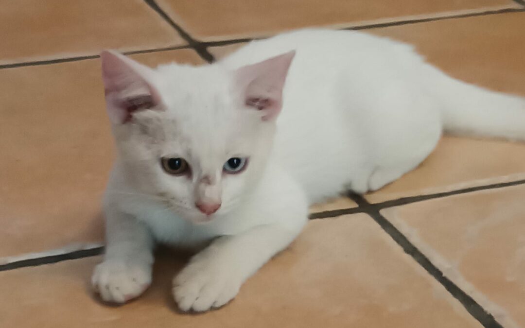 Coconut – Adopté en Juillet 2025