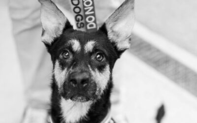 Pompon – Adopté en Novembre 2025