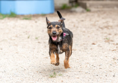 Juliette – Adoptée en Août 2025