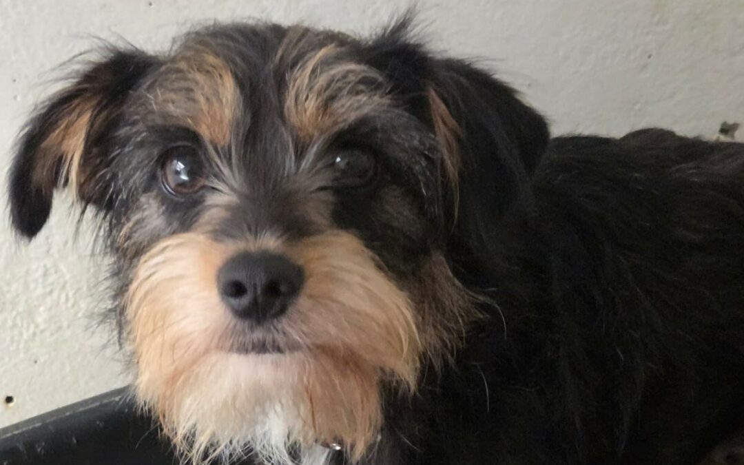 Daisy – Adoptée en Février 2026