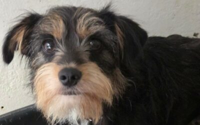 Daisy – Dossier en cours