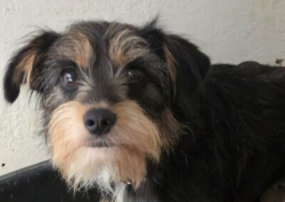 Daisy – Dossier en cours