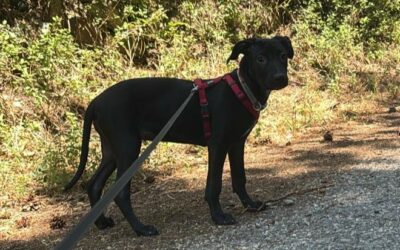 Ebonite – Adoptée en Août 2025