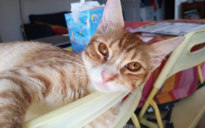 Ely – FIV+ – Visible en famille d’accueil