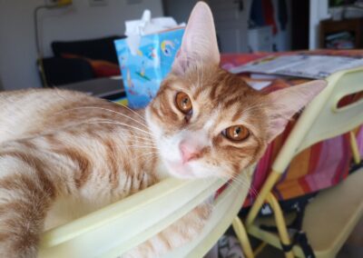 Ely – FIV+ – Visible en famille d’accueil