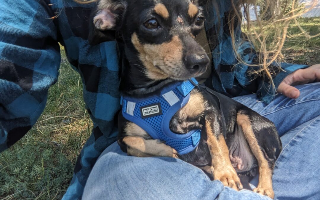 Fifi – Adoptée en Août 2025