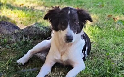 Fleur – Adoptée en Août 2025