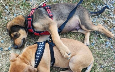 Fred – Adopté en Juillet 2025