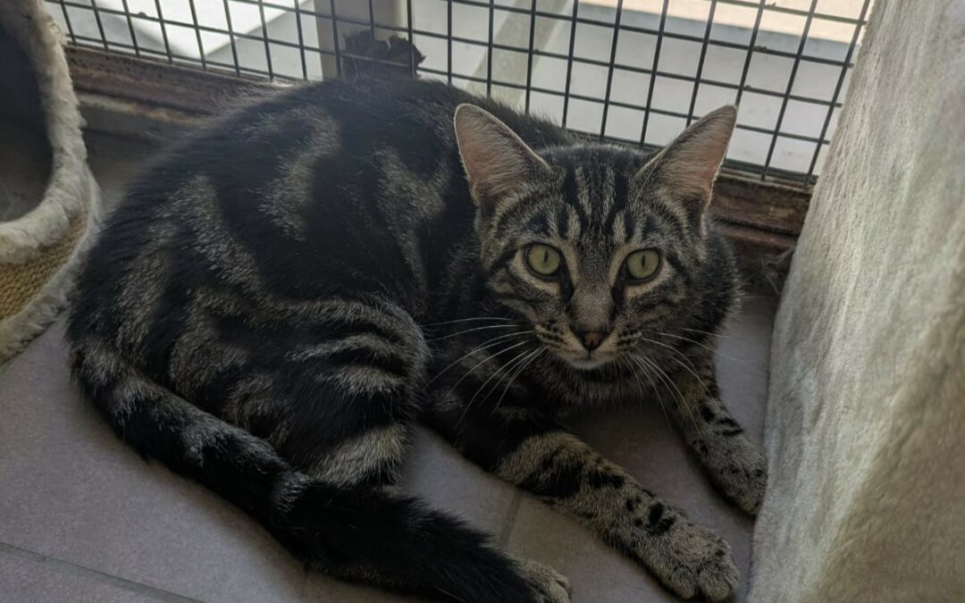 Léo
