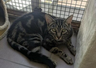 Léo