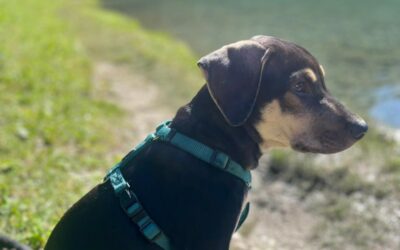 Marley – Adopté en Août 2025