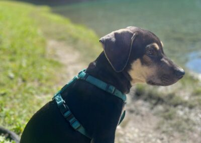 Marley – Visible en famille d’accueil