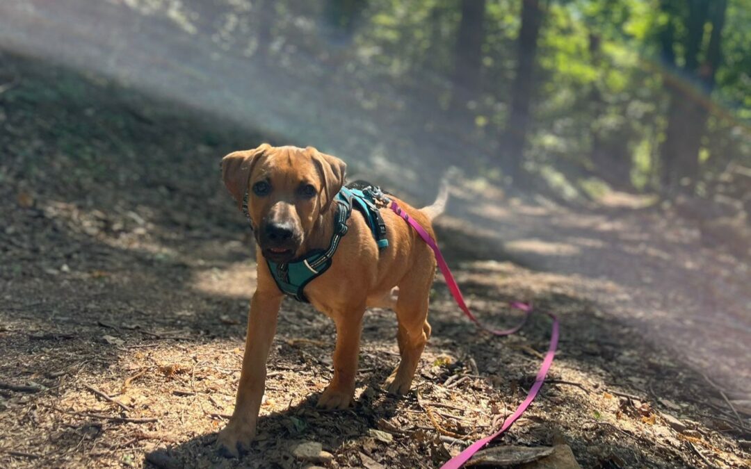 Pixie – Adoptée en Juillet 2025