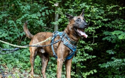 Rex – Adopté en Janvier 2026