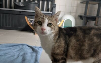 Siméon – Adopté en juillet 2025