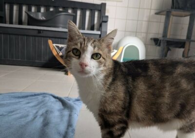 Siméon – Adopté en juillet 2025