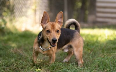 Speedy – Adopté en Octobre 2025