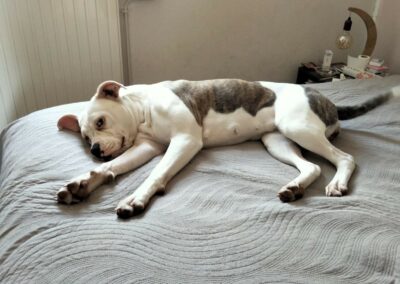 Stella – Visible en famille d’accueil