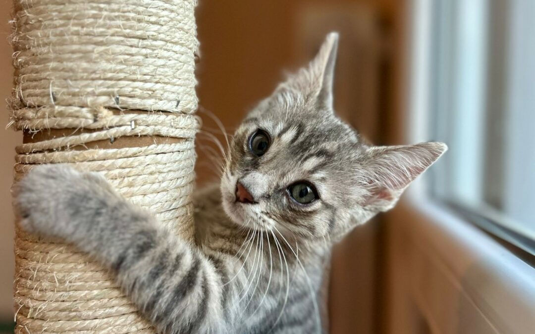 Thao – Adopté en Août 2025