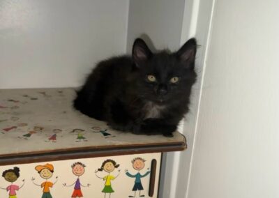 Mike – Adopté en Septembre 2025