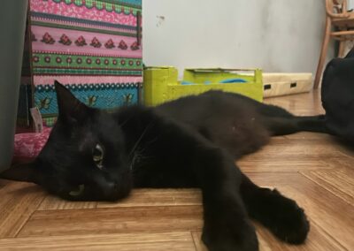 Nadji – Adoptée en Septembre 2025