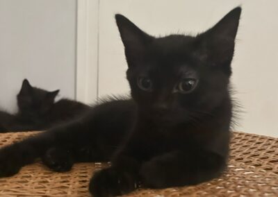 Katy – Adoptée en Septembre 2025