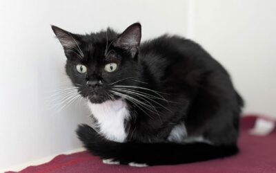Mimi