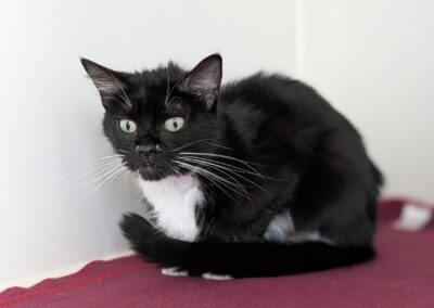 Mimi – Adoptée en Septembre 2025